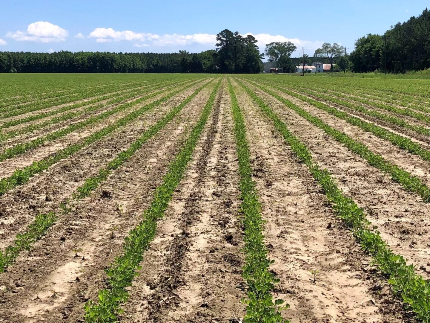 cultivation peanuts