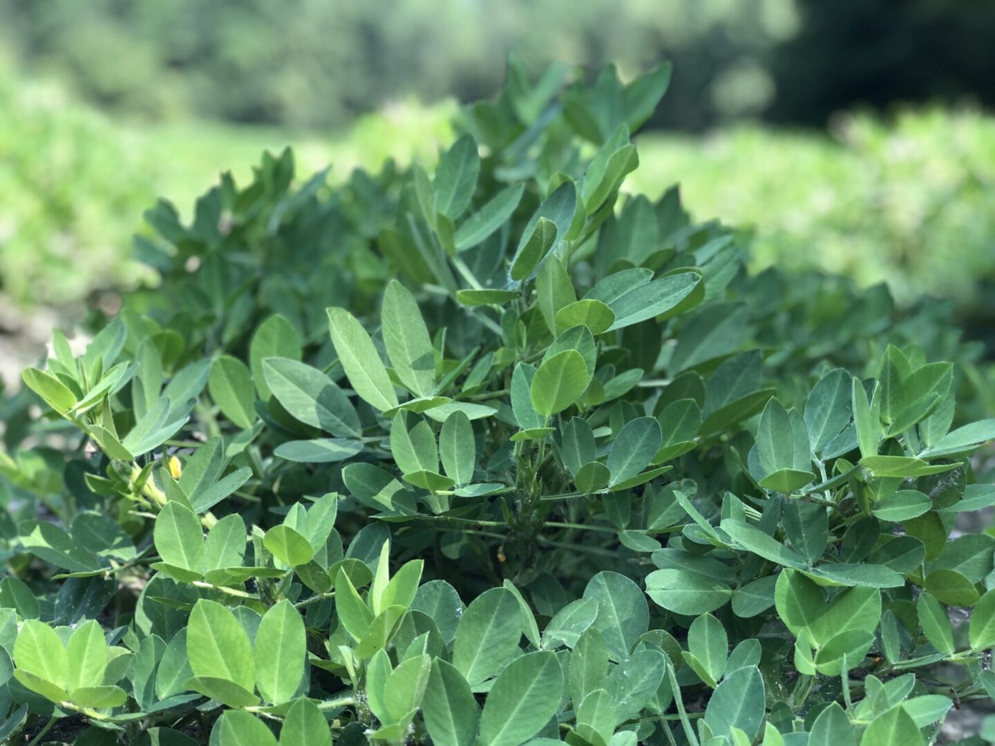 Peanut Field