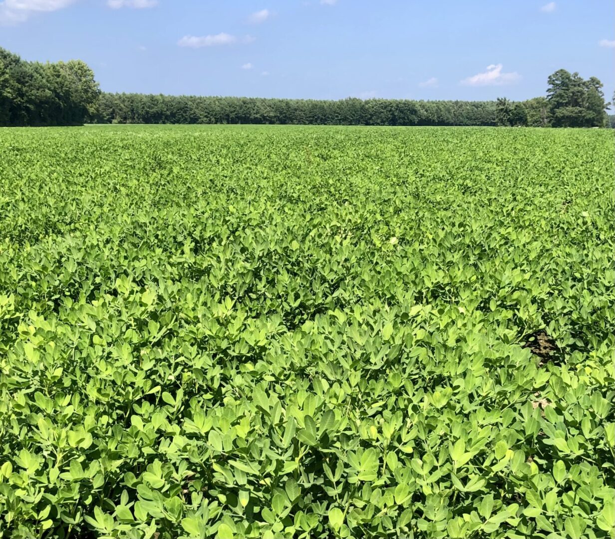 Peanut Field