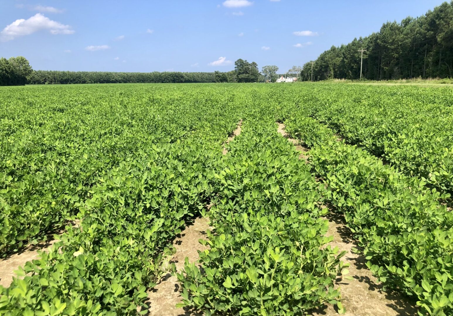 Peanut Field