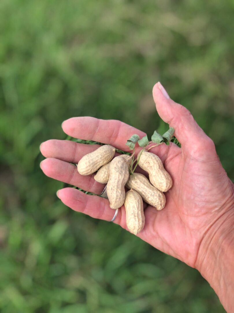 Peanuts in Hand